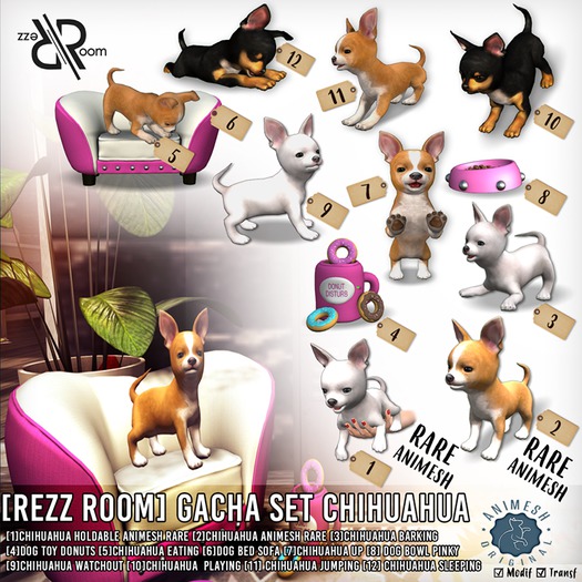 [Rezz Room] Pack Chihuahua  Playing