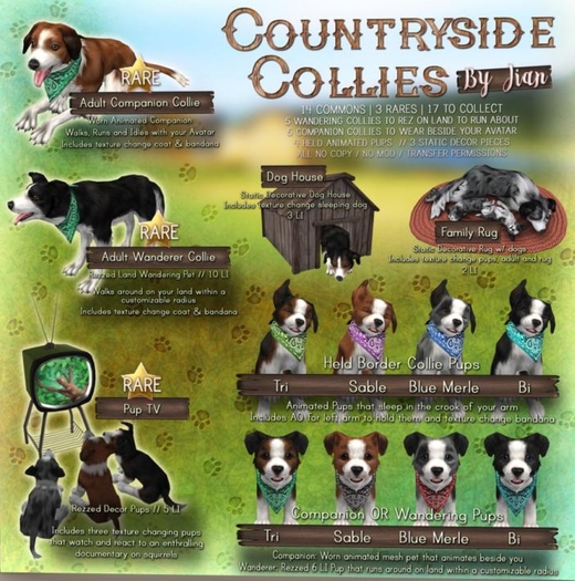 JIAN Countryside Collies ::Held Pup Blue Merele BOX