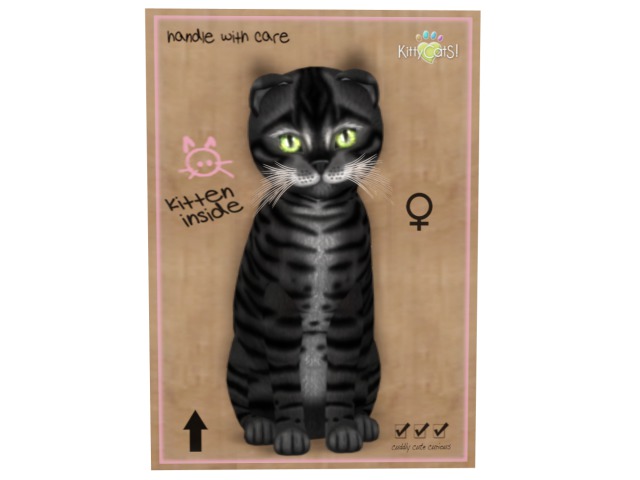KittyCatS Box - 9 T - F - Toyger - Coal