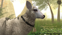 Cheval D'or / TWI Deer/Appy Sheep / Bell Collar. (Boxed)