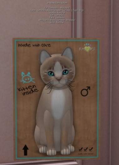 male/mocha 11/beige black whiskers green eyes