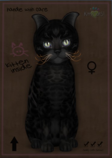 Bengal - Black Female