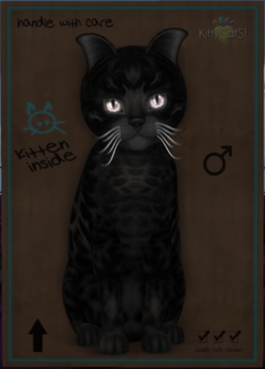 Bengal - Black Male