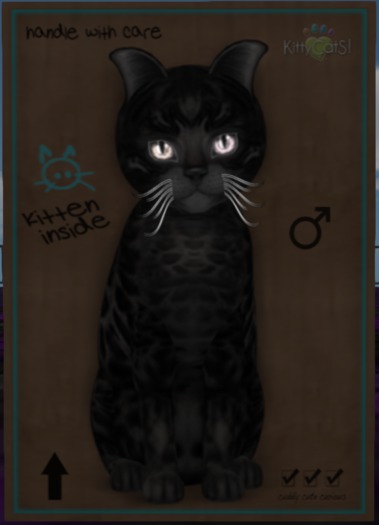 Bengal - Black Male