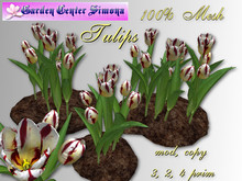 Tulips groups  in dirt_TH1