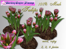 Tulips groups  in dirt_TH2
