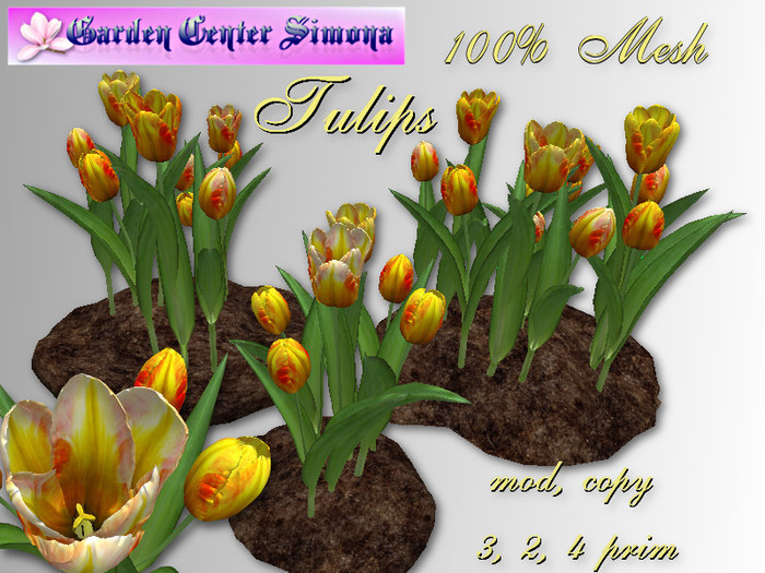 Tulips groups  in dirt_TH3