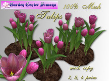 Tulips groups  in dirt_TH4