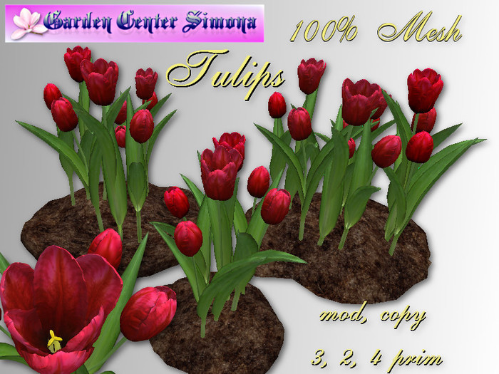 Tulips groups  in dirt_TH6