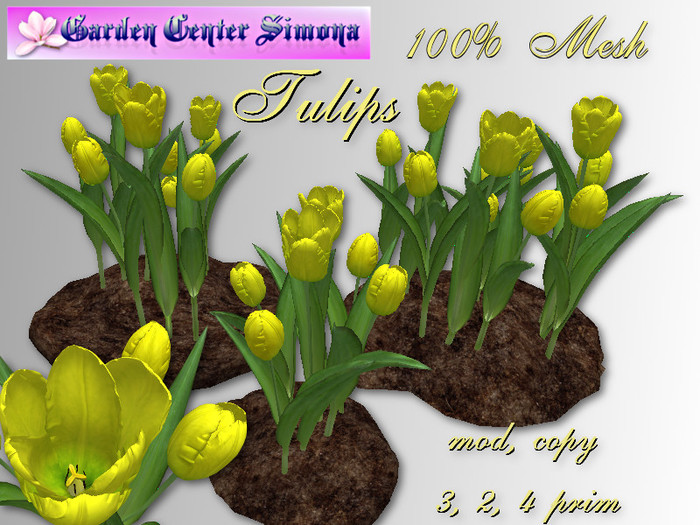 Tulips groups in dirt_TH7