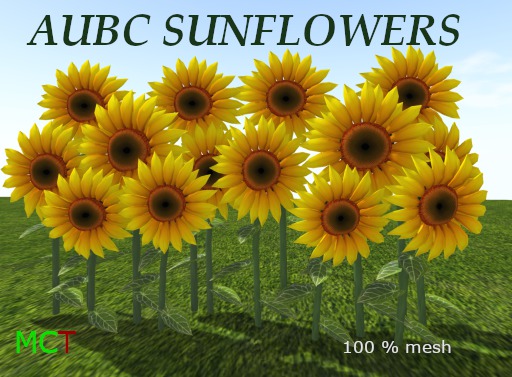 AUBC Sunflowers  / boxed