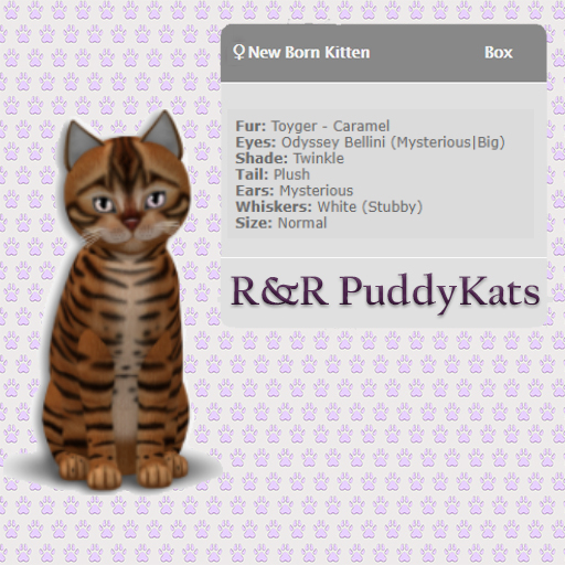 KittyCatS Box - Toyger Caramel F