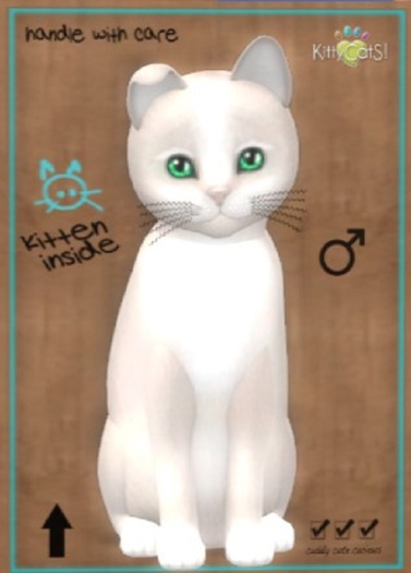 KittyCatS Box - New Born Kitten