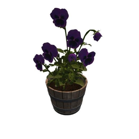 Country Flower Pot PANSY