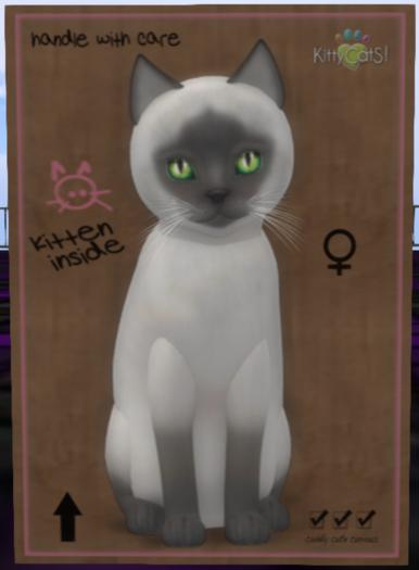 Siamese - Blue Female
