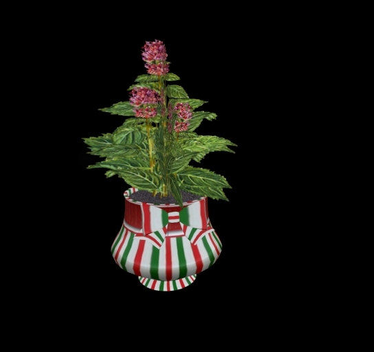 Divivity Potted Peppermint Plant