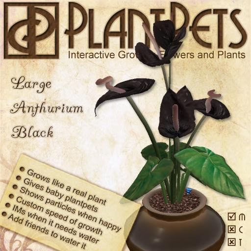 PlantPet Seed [Large Anthurium *Black*]