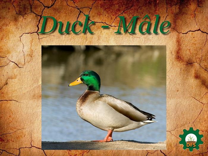 DFS Texture Duck Male