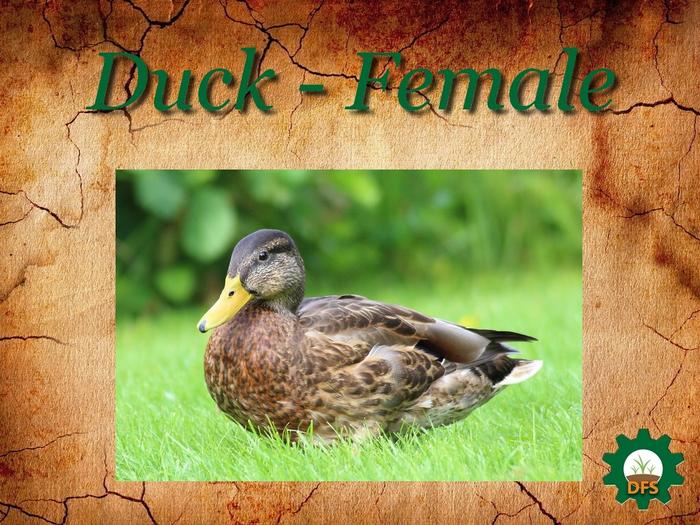 DFS Texture duck female