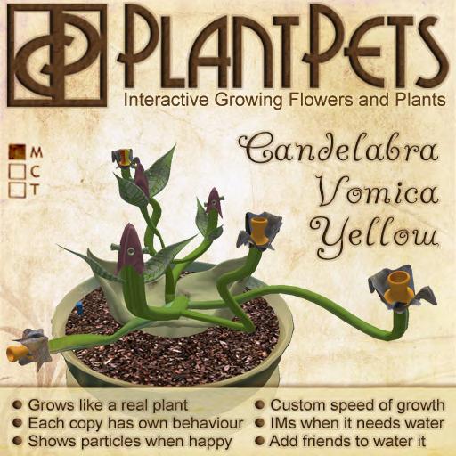 PlantPet Seed [Candelabra Vomica *Yellow*]
