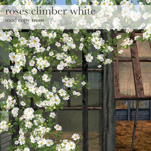 Samsa . Roses climber white