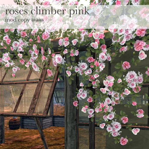 Samsa . Roses climber pink