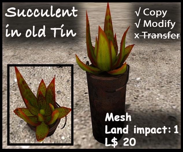 Succulent in Old Tin