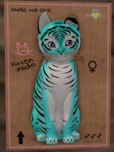 KittyCatS Box - New Born Kitten