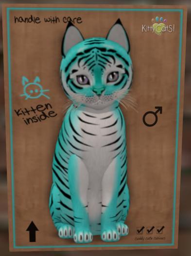 KittyCatS Box - New Born Kitten