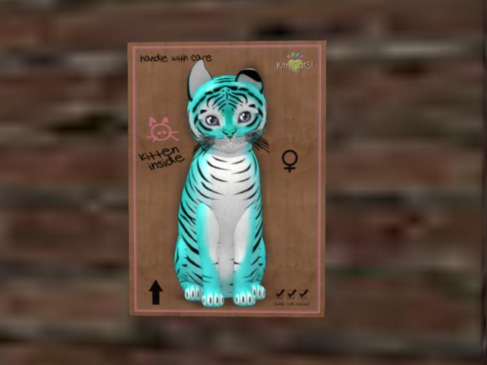 KittyCatS Box - New Born Kitten