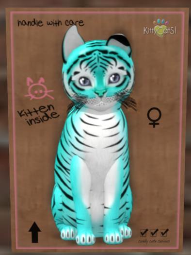 KittyCatS Box - New Born Kitten