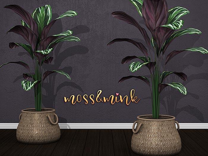 {moss&mink} Plant - Sack Palm