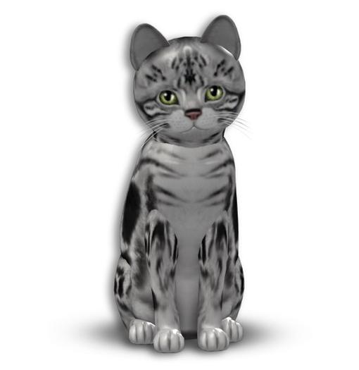 KittyCatS box - American Shorthair - Silver Tabby