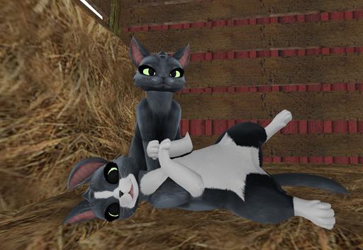 *PP* Maneki Russian Blue