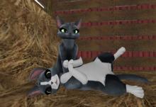 *PP* Maneki Russian Blue
