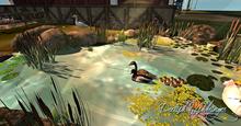 Farm Pond
