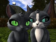 *PP* Maneki Neko Porcelain Eyes