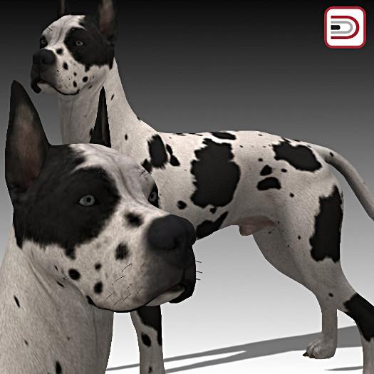 [Danielito] Great Dane