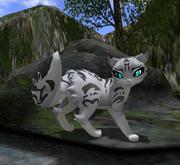 *PP* Feathertail Tabby