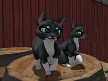 *PP* Maneki Dapper Feline