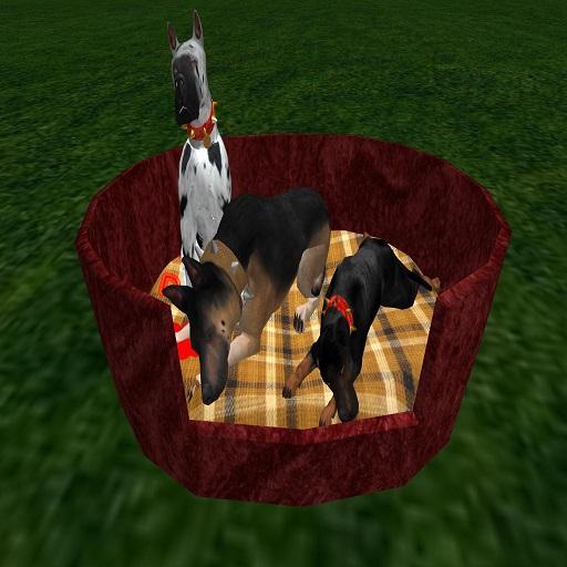 oYo Bundle - Female  Albino Dane