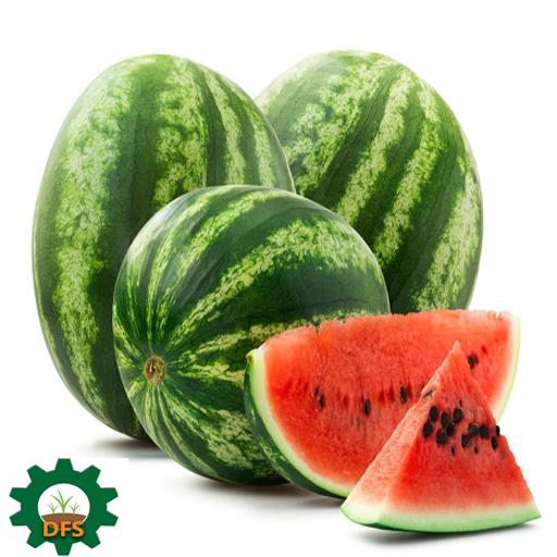 DFS WATERMELON X5