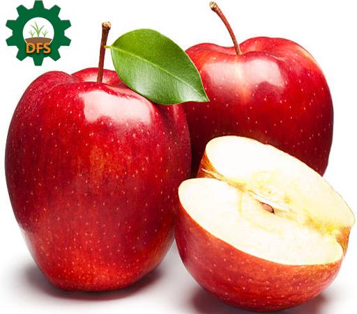 DFS Apple Basket X5