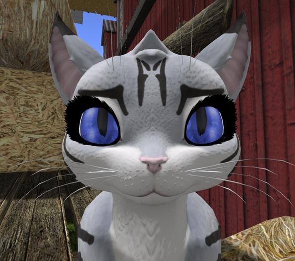 !FREE! *PP* Maneki Bright Cat Eye-Dark Blue