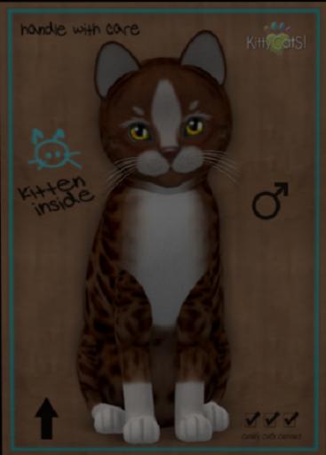 KittyCatS Box - New Born Kitten