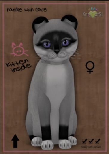 KittyCatS Box - New Born Kitten