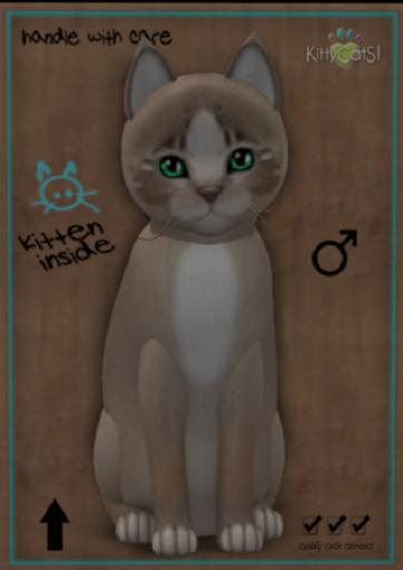 KittyCatS Box - New Born Kitten (Male)