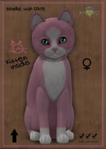 KittyCatS Box - New Born Kitten
