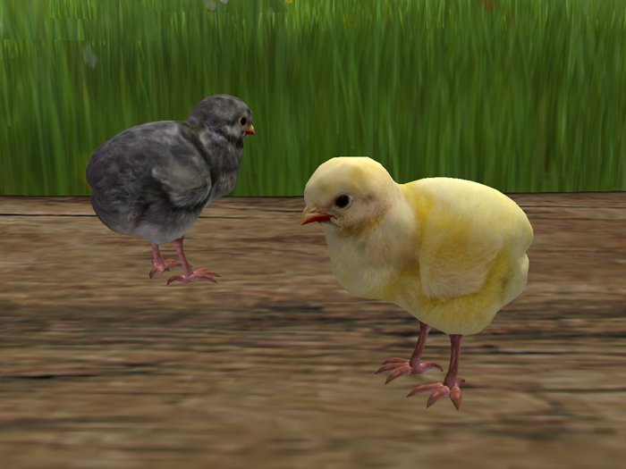 Chicks, sculpt  Full perms