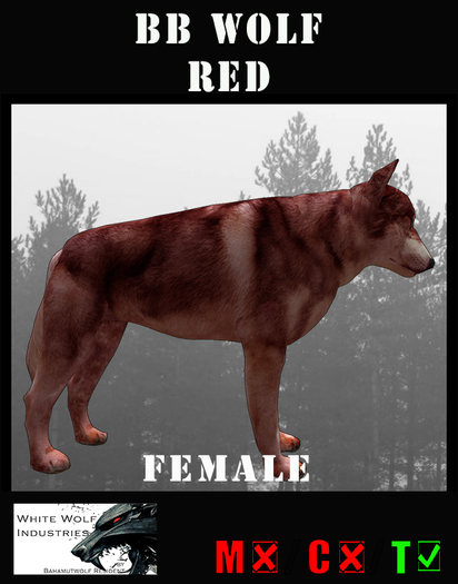 BB Wolf Red, female